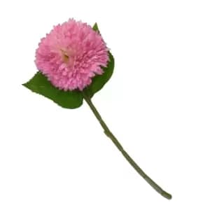 Chrysanthemum Pink