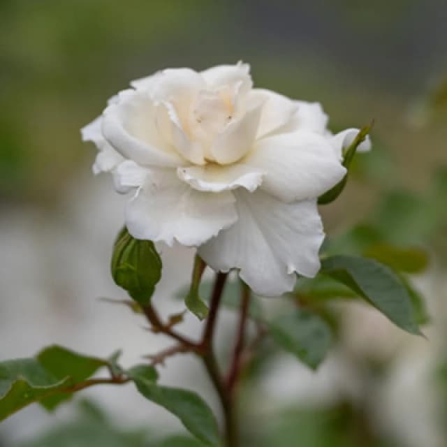 Yougarden Harkness Roses 'starlight Symphony' Rose , Climbing Rose With White Flowers, Disease Resistance, In A 4 Litre Pot, Ready To Plant