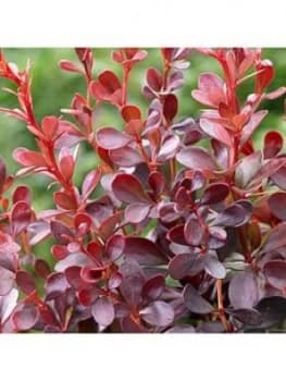 Evergreen Shrub Collection 6X9 Cm