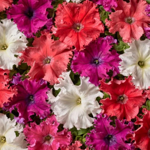 Thompson & Morgan Petunia Aphrodite Mix F1 Hybrid Seeds - Vibrant Fringed Waved Petals Disease Resistant Summer Bloom 35 Seeds