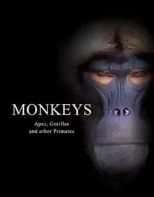 Monkeys : Apes, Gorillas and other Primates