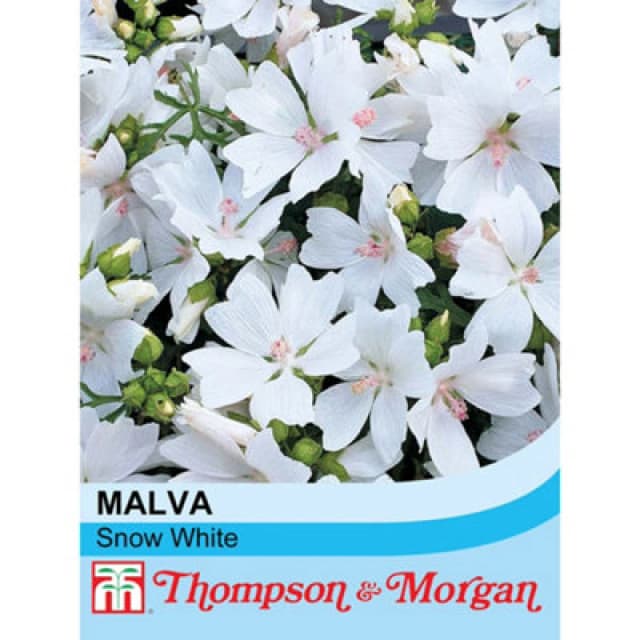 Thompson & Morgan Malva Moschata Snow White 1 Seed Packet (40 Seeds)