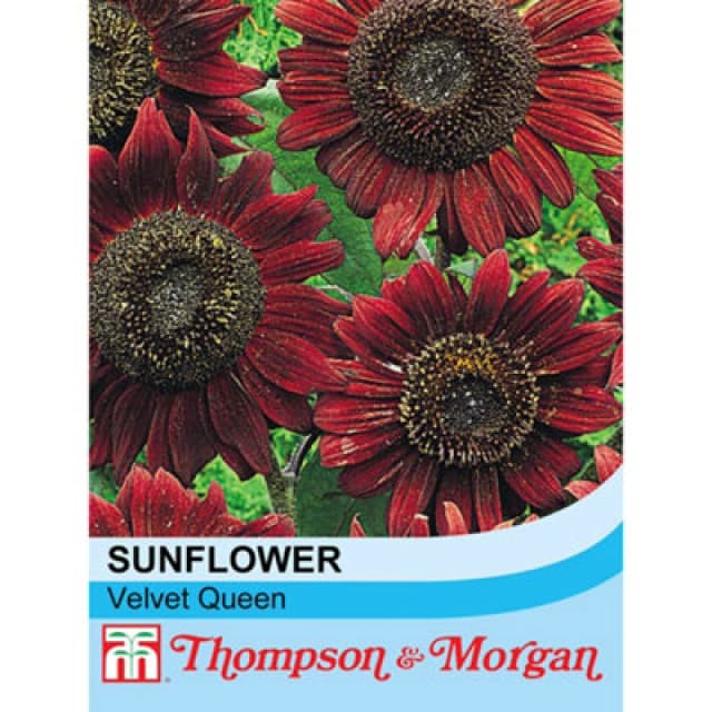 Thompson & Morgan Sunflower Velvet Queen 1 Packet (18 Seeds)