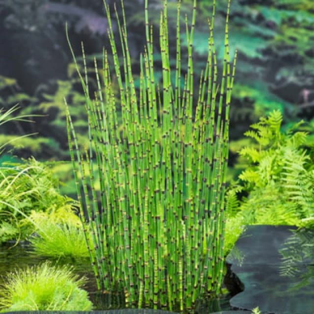 Thompson & Morgan Equisetum Japonicum 9Cm Potted Plant X 1