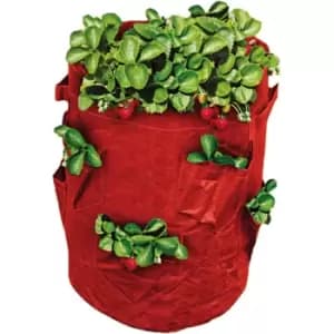 St Helens Strawberry Grow Bag 43L - Garden & Outdoor