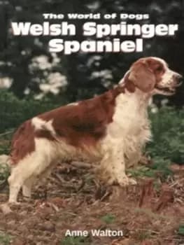 Welsh springer spaniel by Anne Walton
