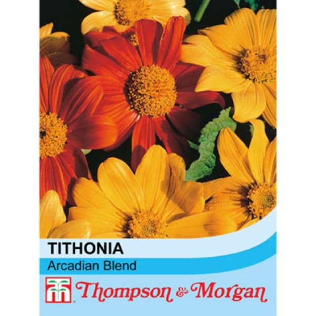 Thompson & Morgan Tithonia Rotundifolia Arcadian Blend 1 Seed Packet (50 Seeds)