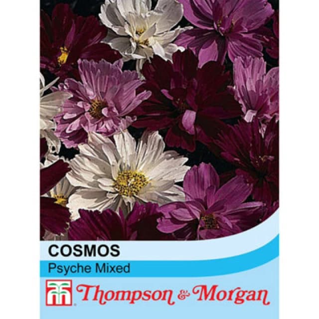 Thompson & Morgan Cosmos Psyche 1 Packet (100 Seeds)