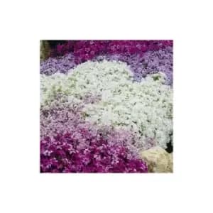 Phlox collection 6 x 9cm pots