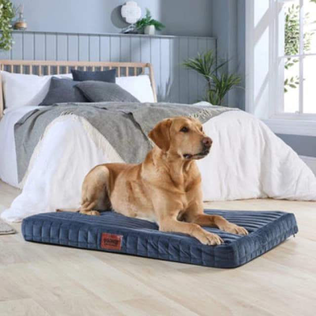 Slumberdown Paws for Slumber Large Orthopedic Pet Bed Navy