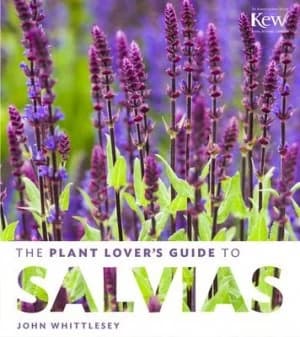 The plant lovers guide to salvias by John Whittlesey