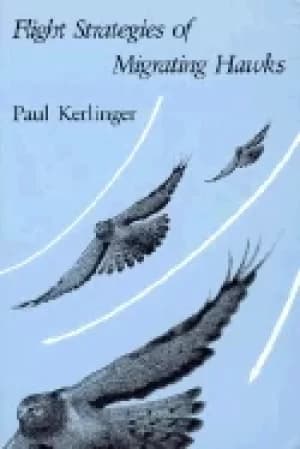 flight strategies of migrating hawks
