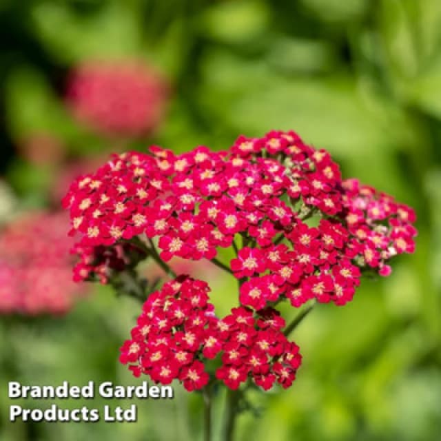 Thompson & Morgan Achillea Cerise Queen 24 Plug Plants