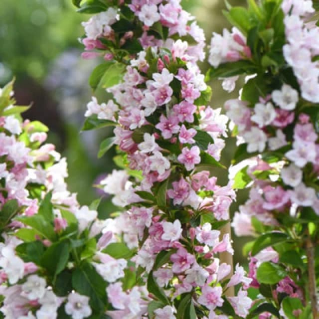 Thompson & Morgan Weigela Towers Of Flowers Apple Blossom 9Cm Potted Plant X 3