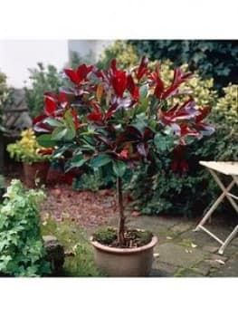 Photinia Little Red Robin 1M Standard