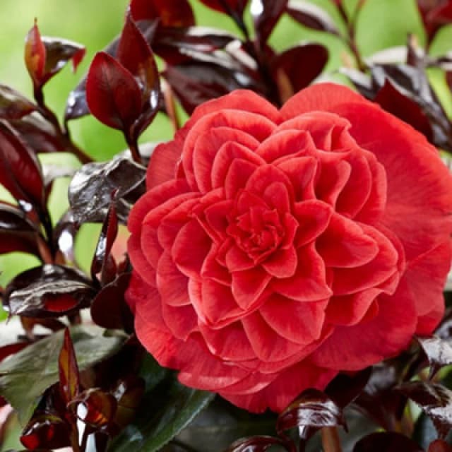 Thompson & Morgan Camellia Japonica Femme Fatale 15Cm Potted Plant X 1