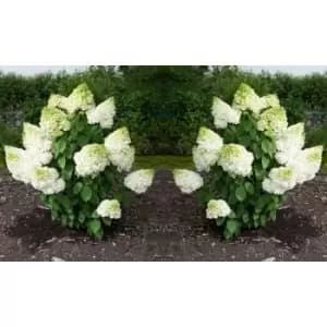 Thompson & Morgan Thompson and Morgan Hydrangea paniculata 'Magical Moonlight' 9cm pot - 1 plant