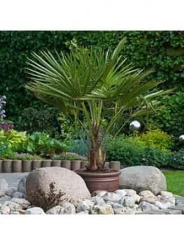 Hardy Fan Palm Trachycarpus Fortunei 80-90Cm Tall