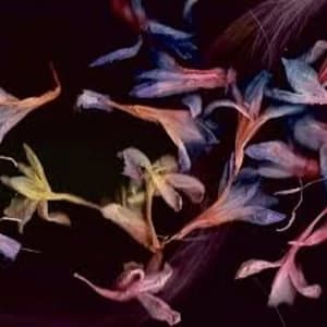 David Collier - Smacht Vinyl