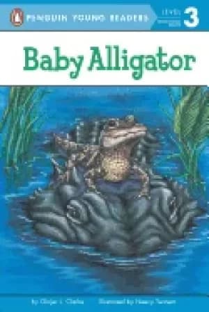 baby alligator