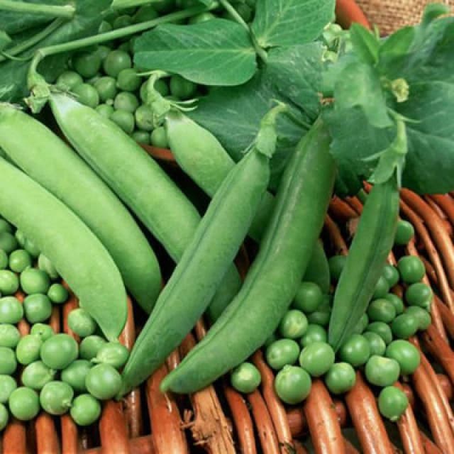 Thompson & Morgan Pea Alderman - Heritage 1 Seed Packet 200 Seeds