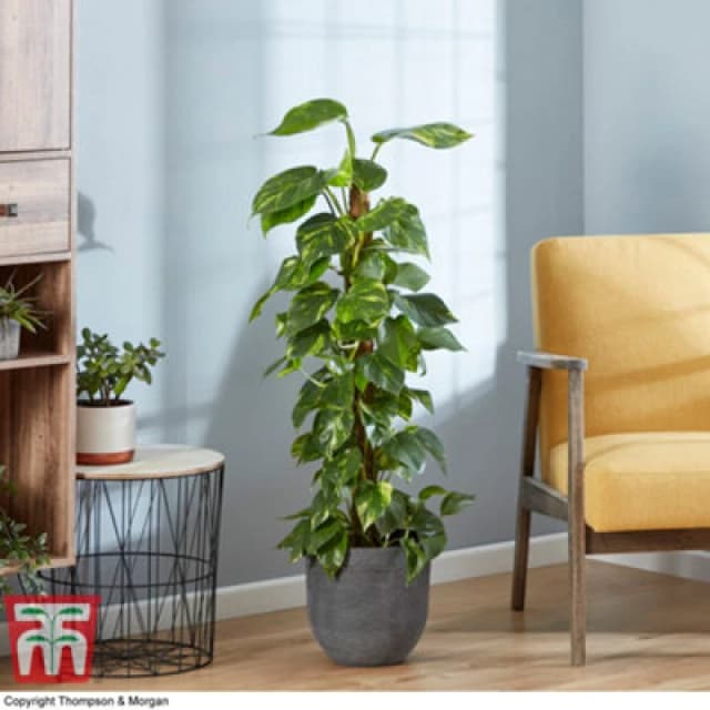 Thompson & Morgan Houseplant Epipremnum (Devil's Ivy) Scindapsus Aureum 12Cm Pot X 1