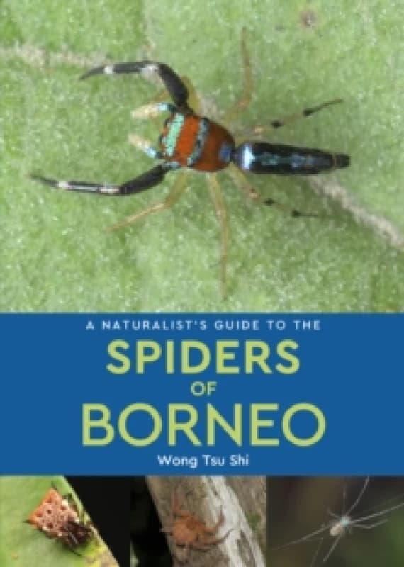 A Naturalist's Guide to the Spiders of Borneo Paperback / softback
