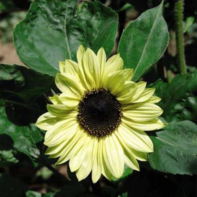 Thompson & Morgan Sunflower Valentine 1 Seed Packet