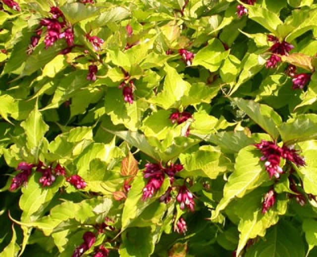 Direct Plants Leycesteria Golden Lanterns Himalayan Honeysuckle Shrub Extra Large Plant Supplied In A 3 Litre Pot