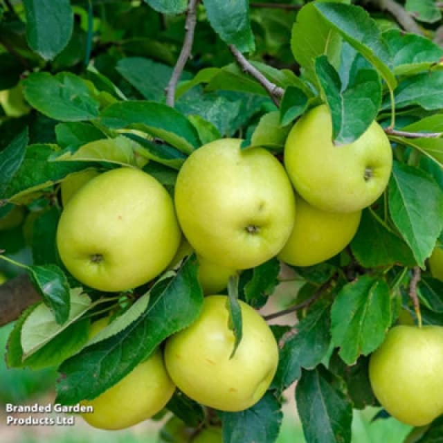 Thompson & Morgan Dwarf Patio Apple Tree - Apple (Malus) Mini Yellow Golden 9Cm Potted Plant X 1