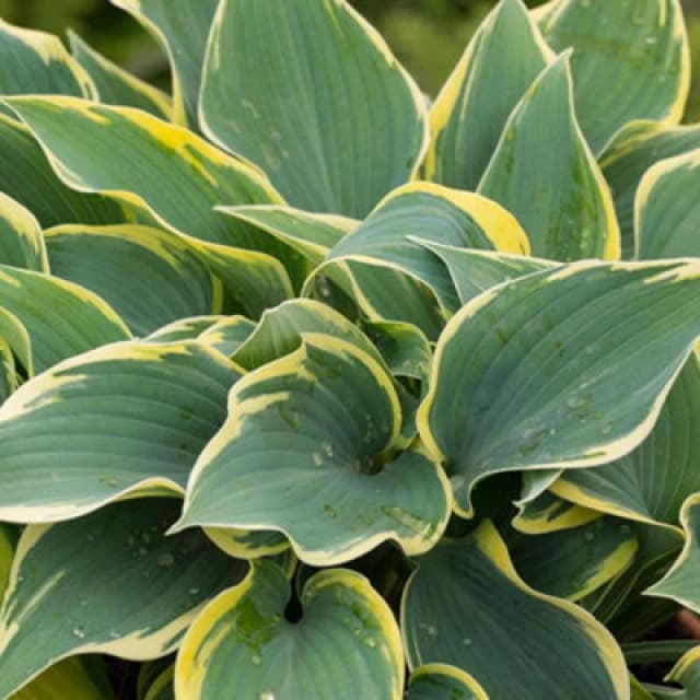 Thompson & Morgan Hosta First Frost 9Cm Potted Plant X 1