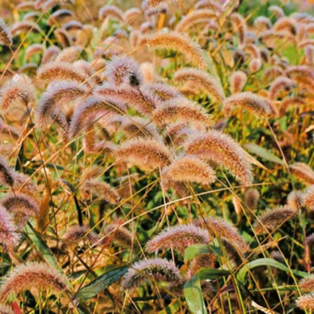 Thompson & Morgan Setaria Viridis Caramel Ornamental Grass Seeds - Fluffy Green To Buff-Pink Flowerheads - 1 Packet (150 Seeds)