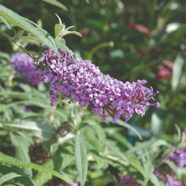 Thompson & Morgan Buddleja Buzz Lavender Patio Compact Butterfly Bush For Gardens & Pots Long-Flowering Easy-Care Bee-Friendly 2X 1L Pots