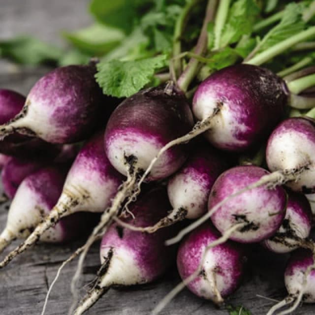 Thompson & Morgan Radish Diana Kew Gardens 1 Seed Packet (350 Seeds)
