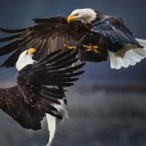 Retriever by Vita Bergen Vinyl Album