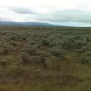 50000000 Elvis Fans Cant Be Wrong by Caroline Says CD Album