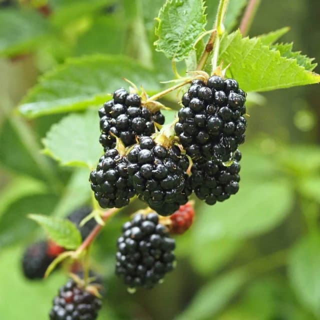 You Garden Blackberry Thornless (3 X 9Cm Pots) One Colour WHXW7 Unisex