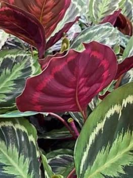 Calathea Medallion 21Cm Pot