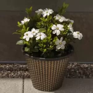 YouGarden Pair Of Hardy Gardenia In 9Cm Pots