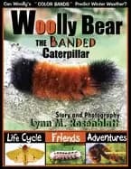 woolly bear the banded caterpillar life cycle friends and adventures