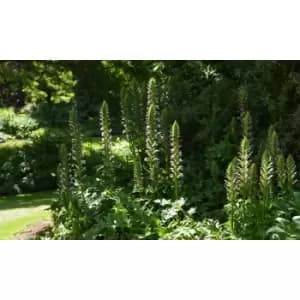 Thompson & Morgan Thompson and Morgan Acanthus Mollis 9cm Pot x 3