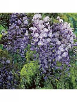 Grafted Wisteria Blue 2L Pot 60Cm On Canes
