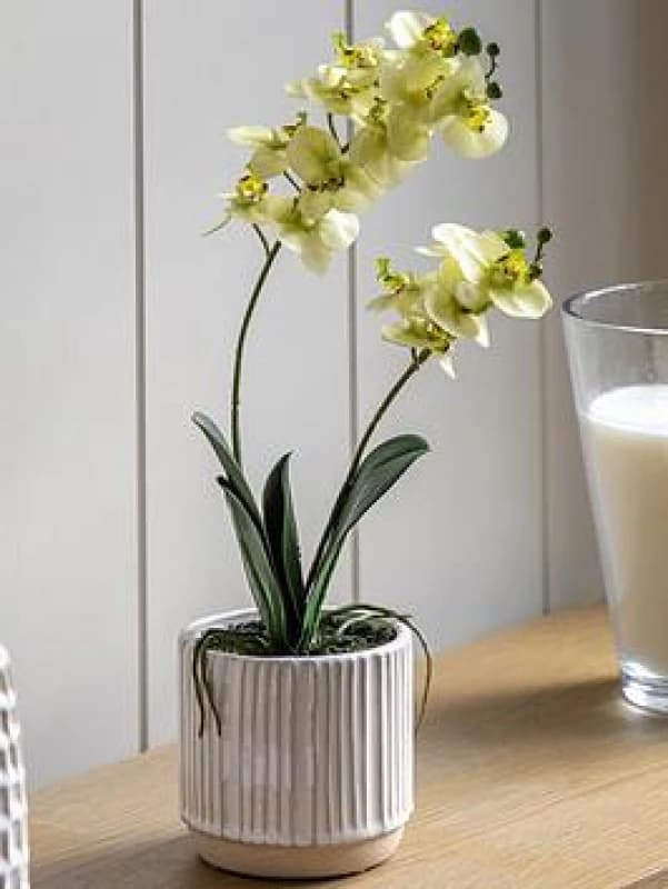 Crossland Grove Orchid Cream in Ribbed White Ceramic Pot 440mm, White 5056693592655