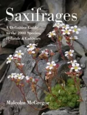 Saxifrages by Malcolm McGregor