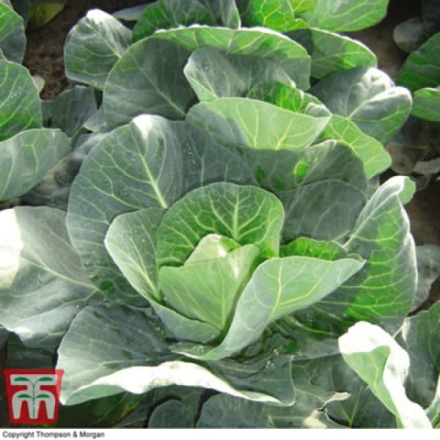 Thompson & Morgan Cabbage Winter Jewel 1 Seed Packet (40 Seeds)