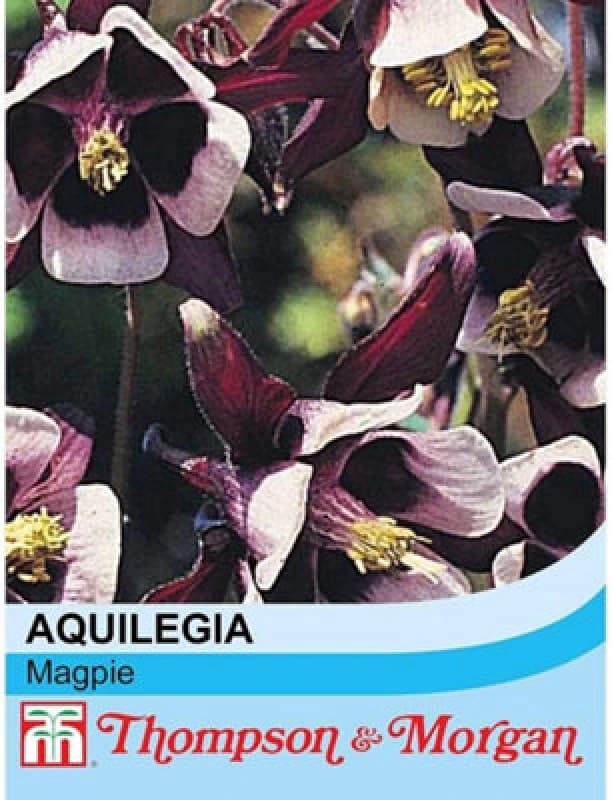 Thompson & Morgan Aquilegia Vulgaris Magpie 1 Packet (75 Seeds)