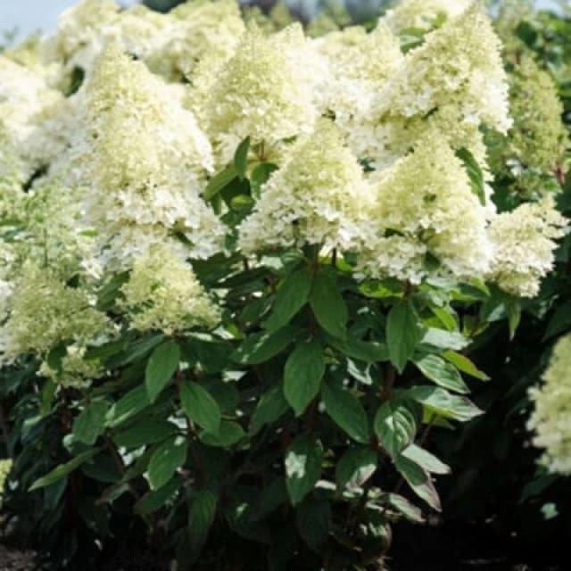 Thompson & Morgan Hydrangea Paniculata Magical Summer 3 Litre Potted Plant X 1
