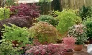 Acer Palmatum Collection: Two Plants