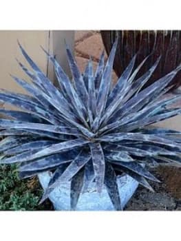 Mangave 'Moonglow'; 15Cm Pot