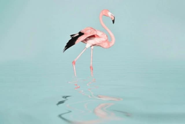 As Creation Flamingo Water Digital 400Cm X 270Cm